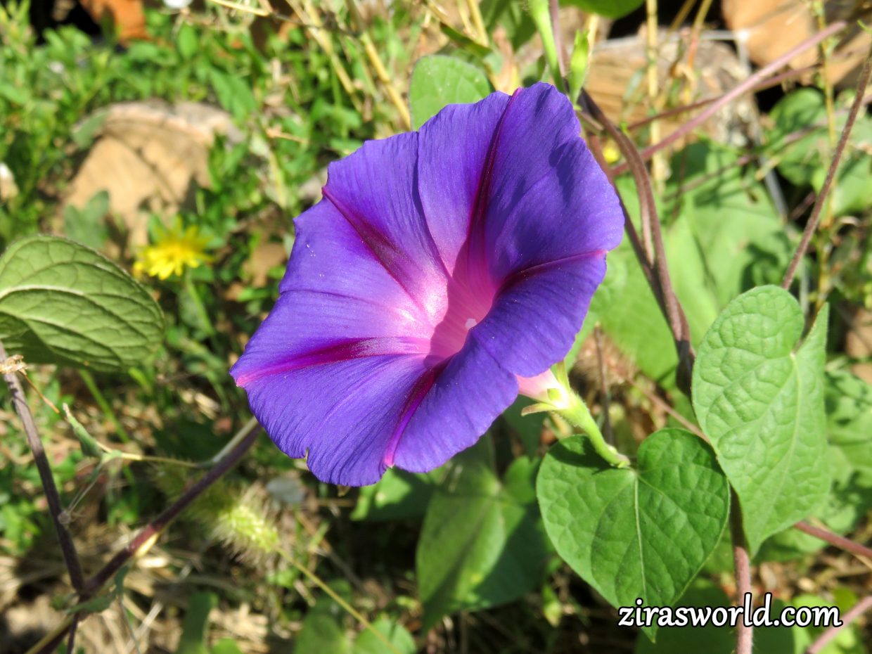 Purple Morning Glory