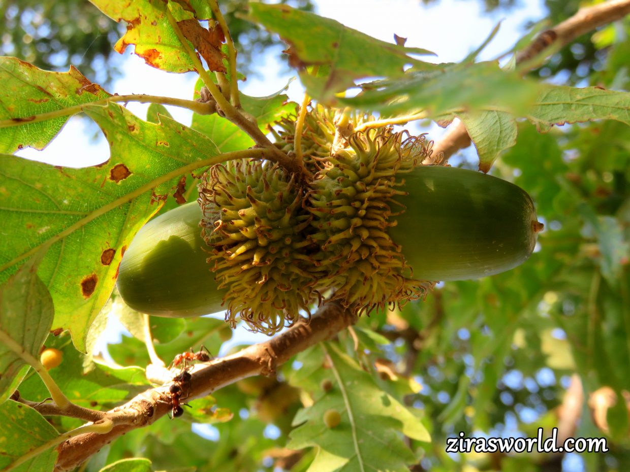 Oak Nuts