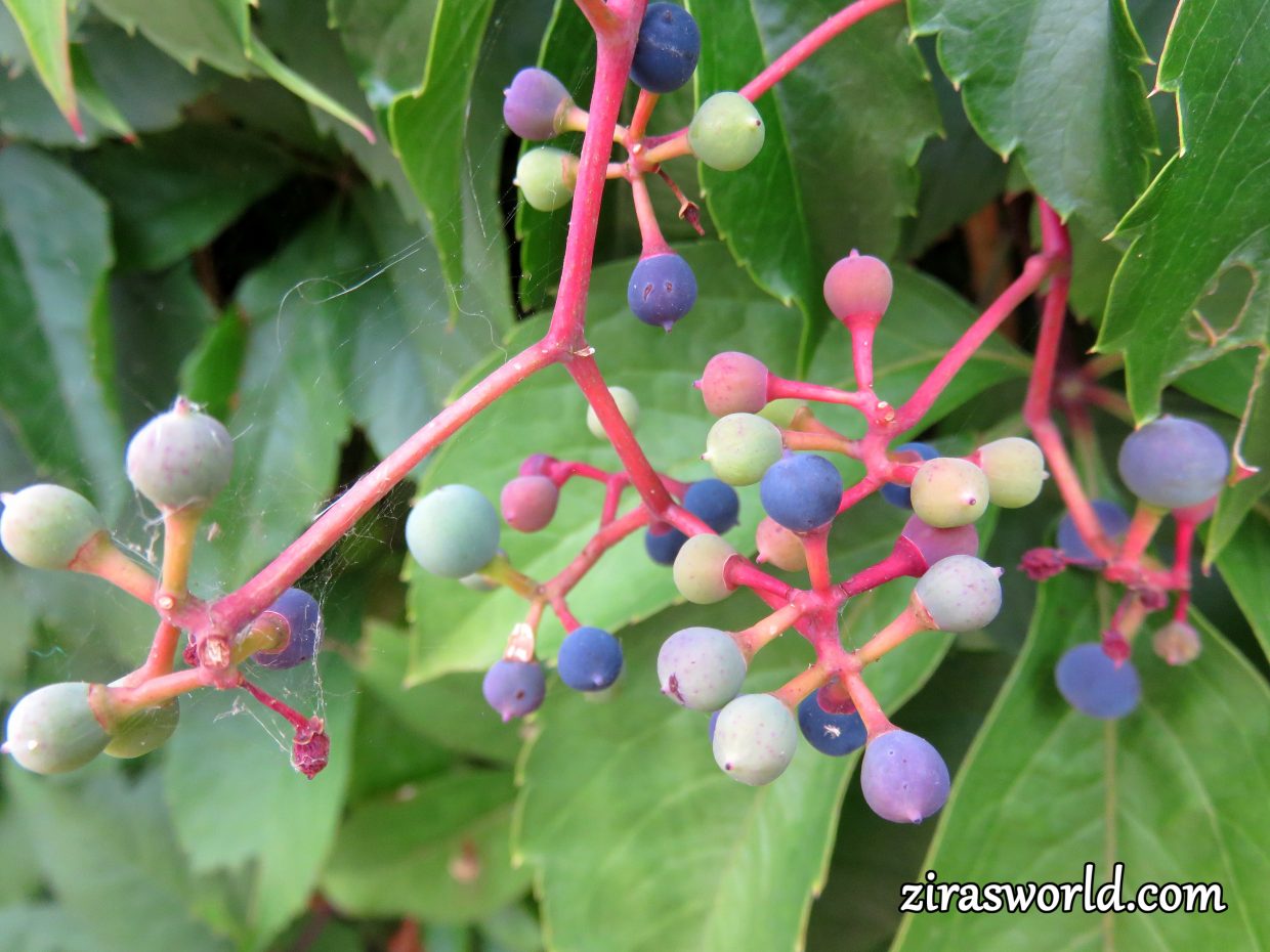 Parthenocissus Quinquefolia Fruits