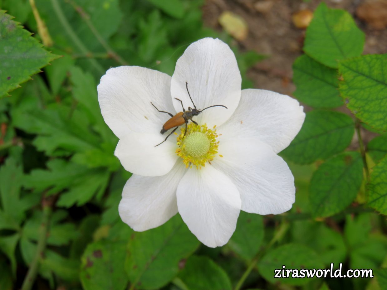 Anemone Sylvestris