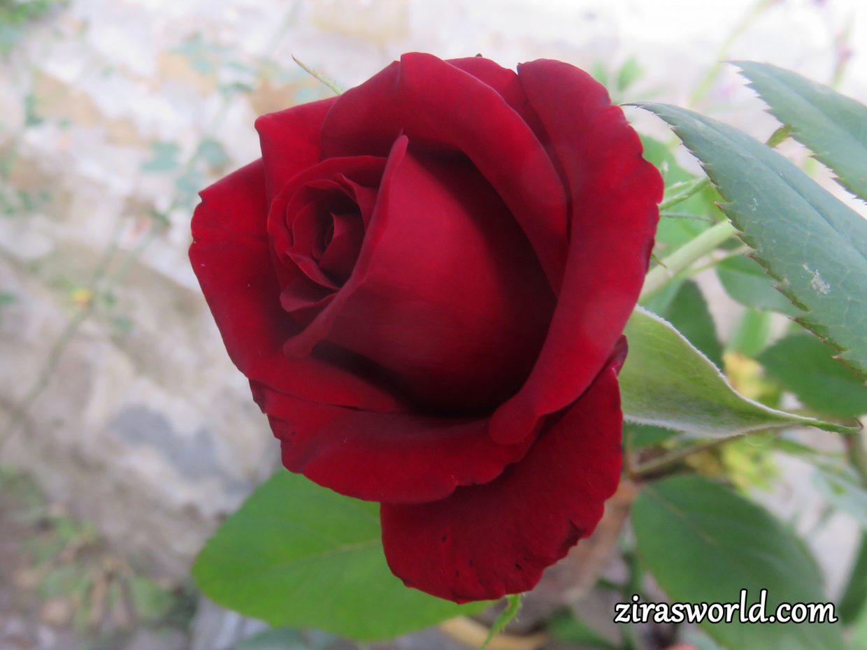 Red Rose