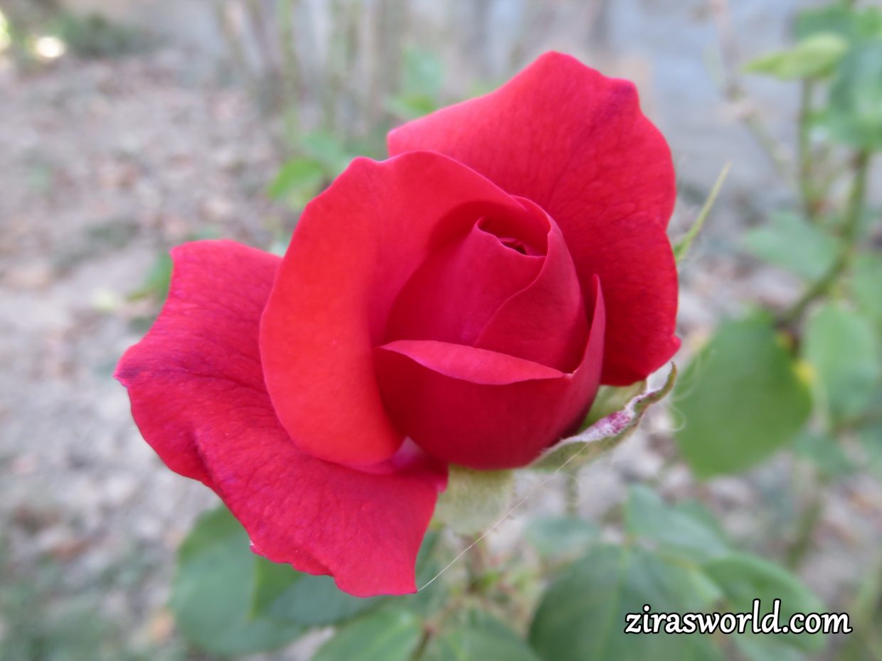 Scarlet Rose