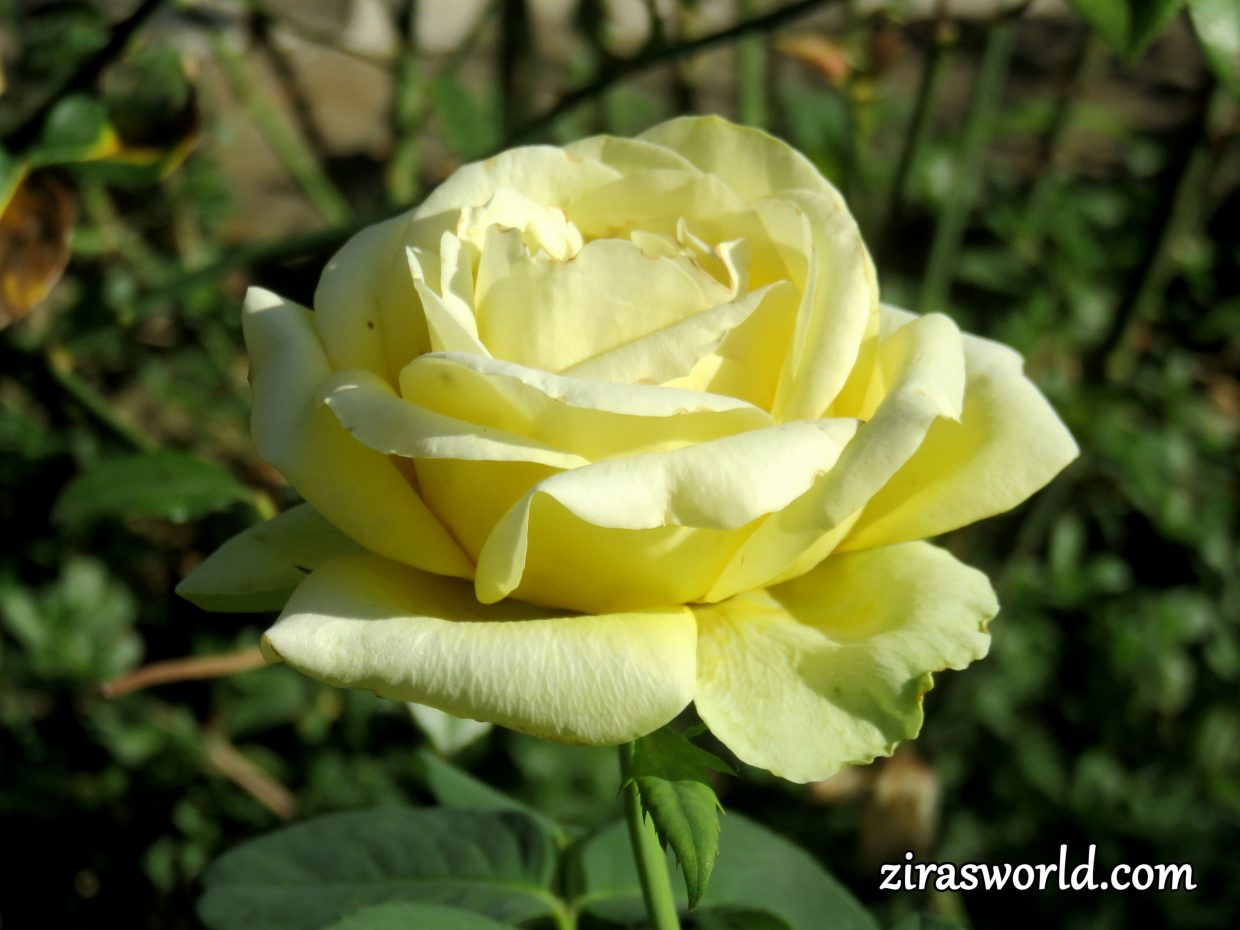 Yellow Rose