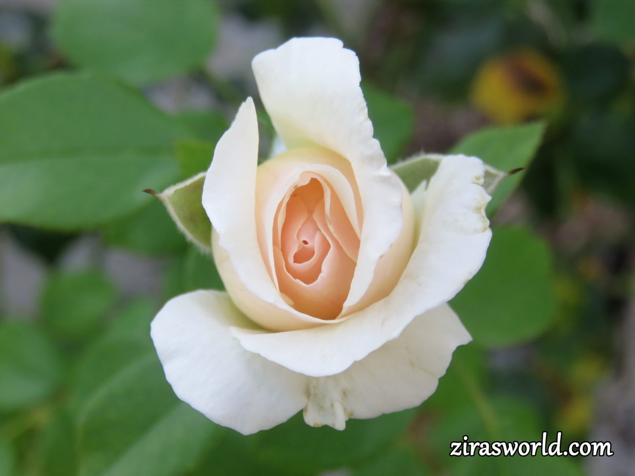 White Rose Bud