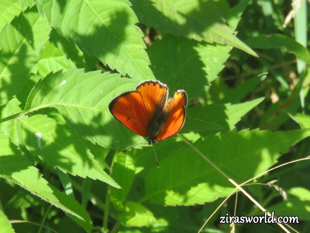 Lycaena Dispar