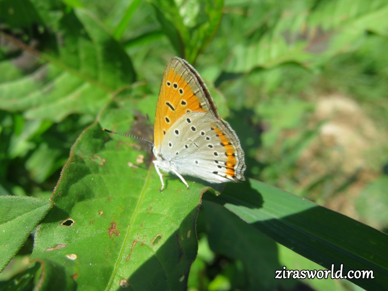 Lycaena Dispar