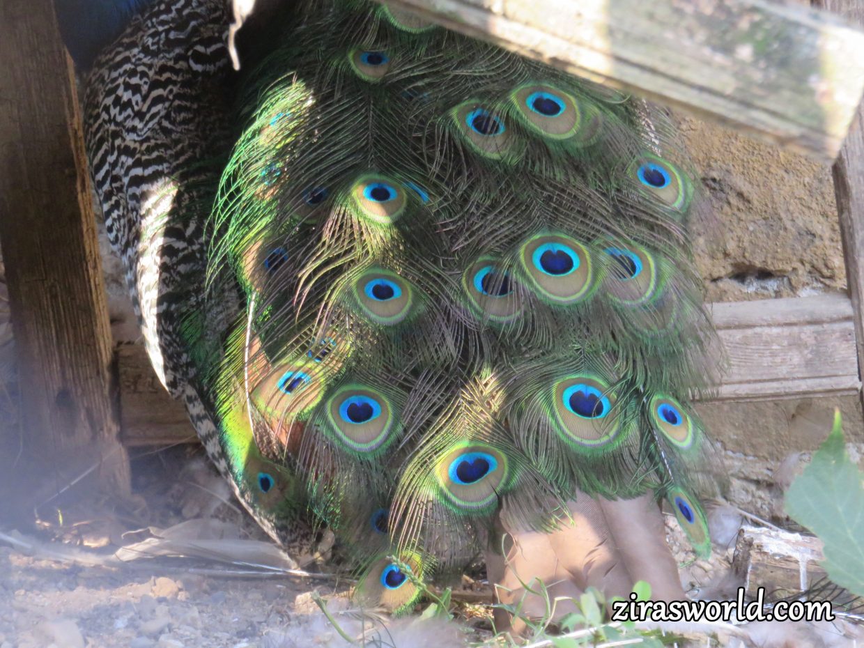 Peacock Tail