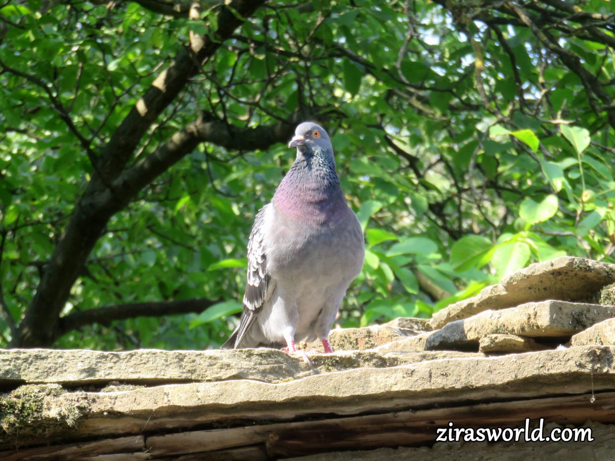 Pigeon At Rest