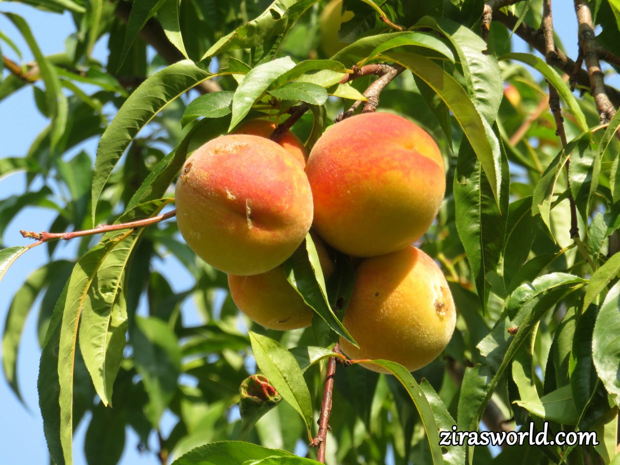 Ripe Peaches