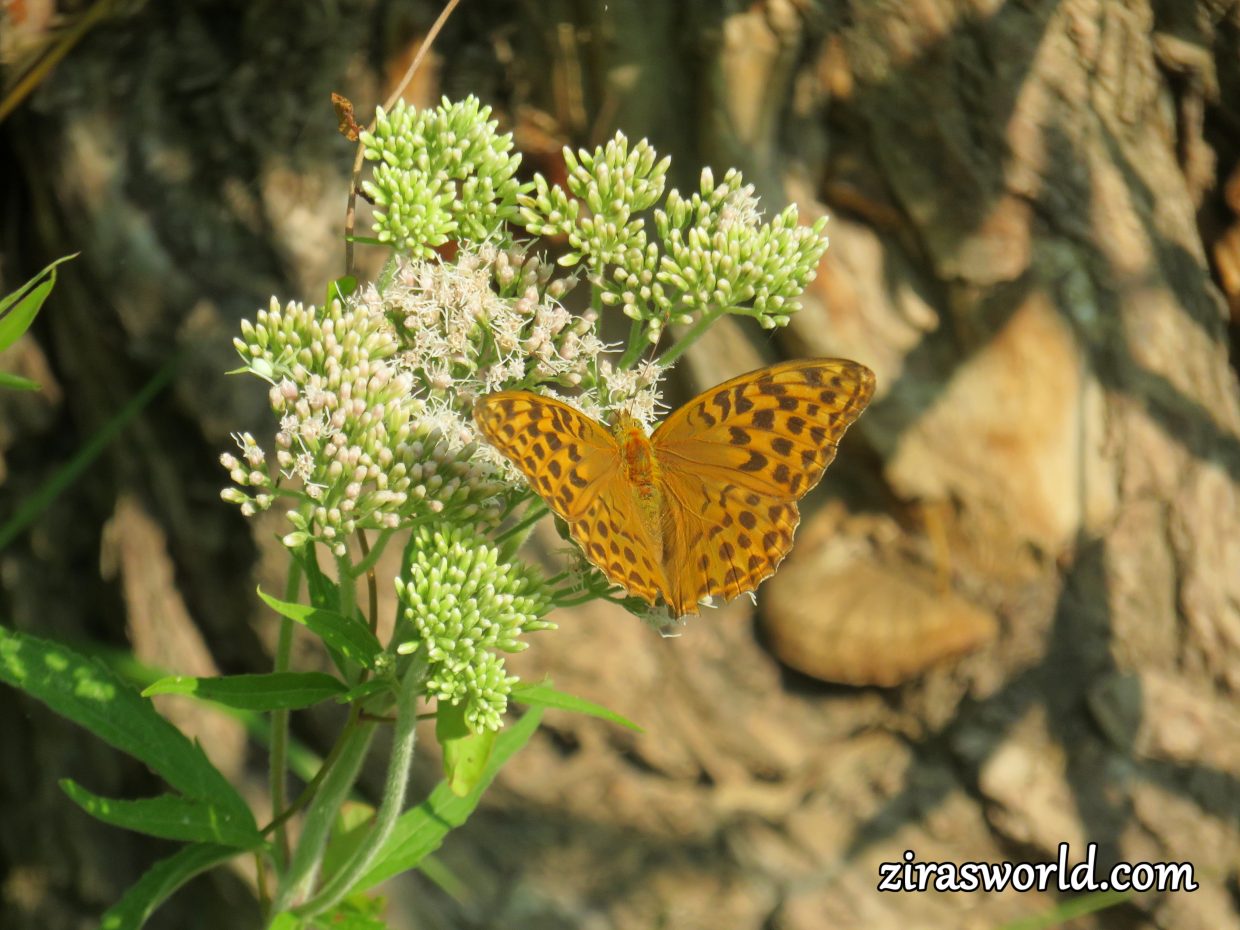 Argynnis Paphia Female