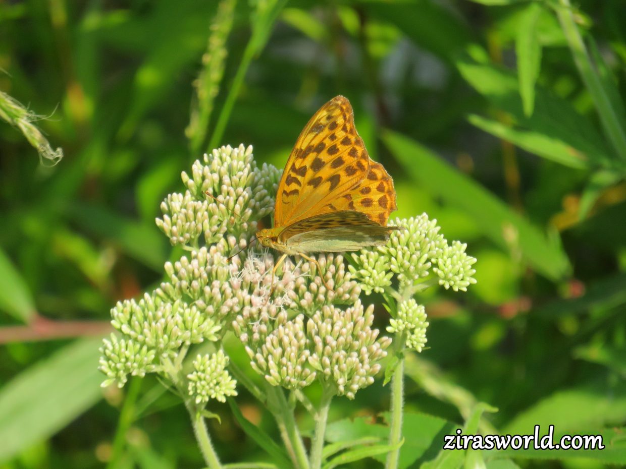 Argynnis Paphia Female