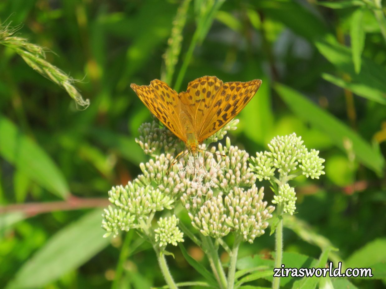 Argynnis Paphia Female