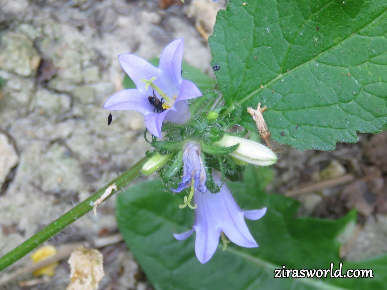 Campanula Trachelium