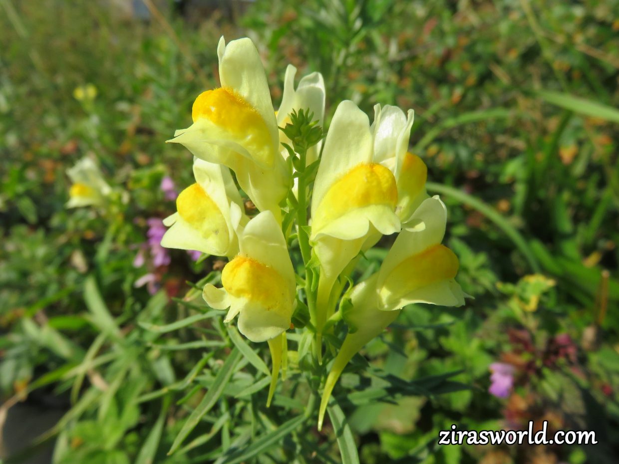 Linaria Vulgaris