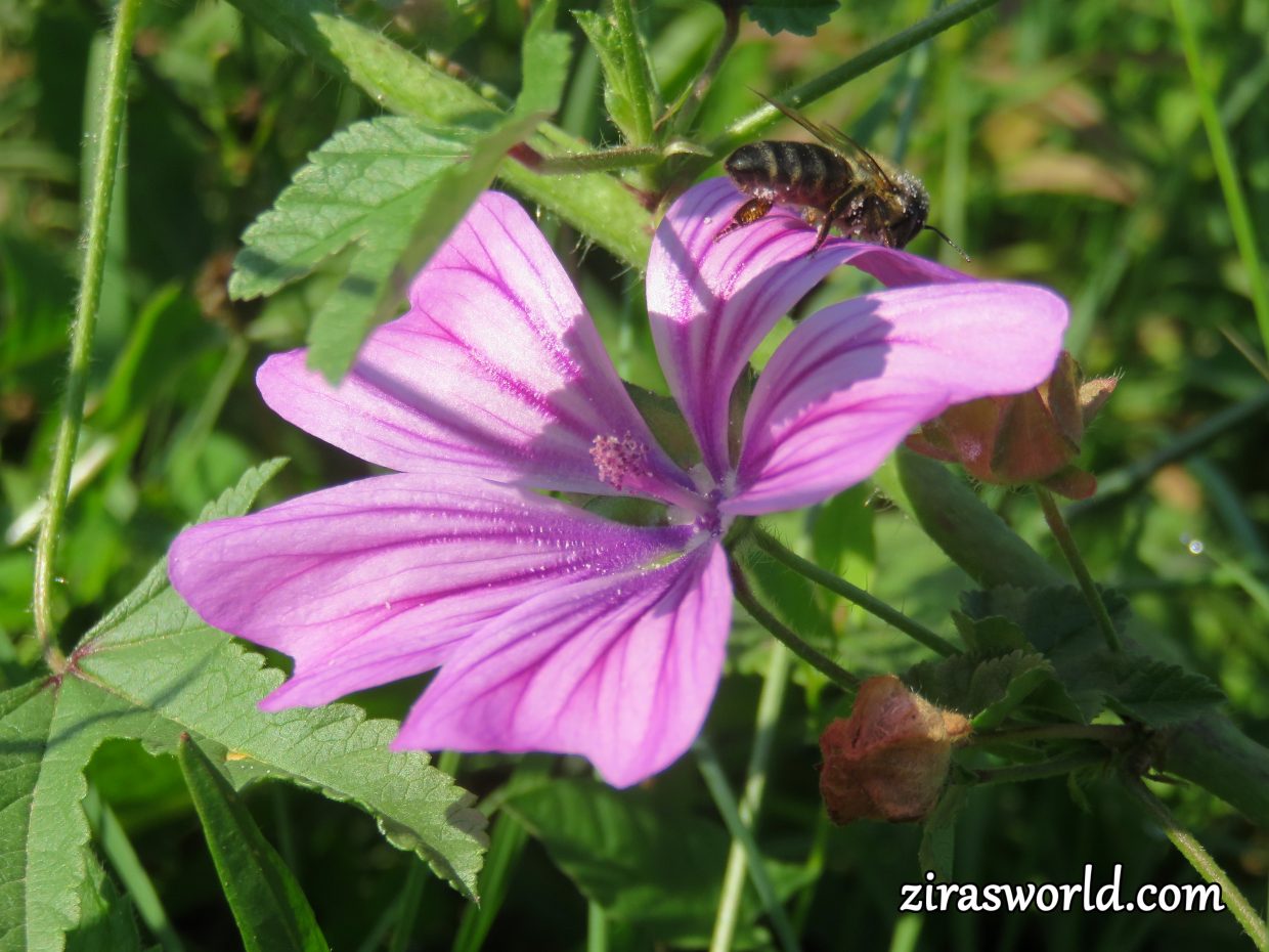 Malva Sylvestris