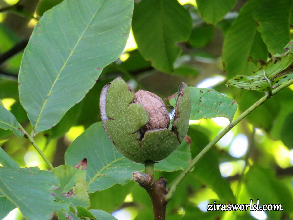 Walnut Tree