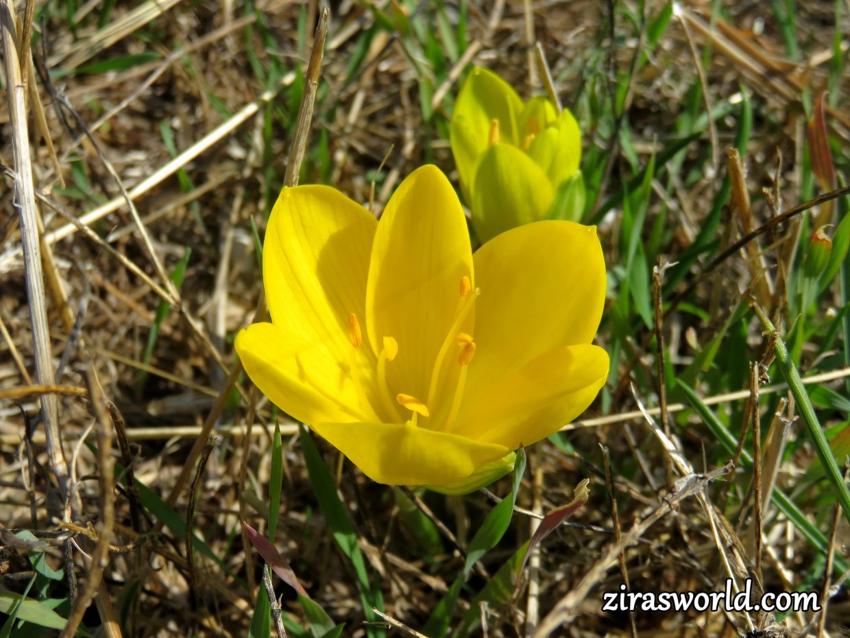 Crocus Flavus
