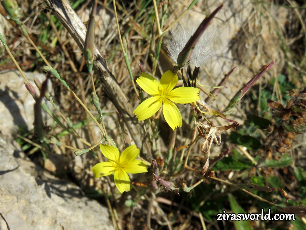 Lactuca Muralis