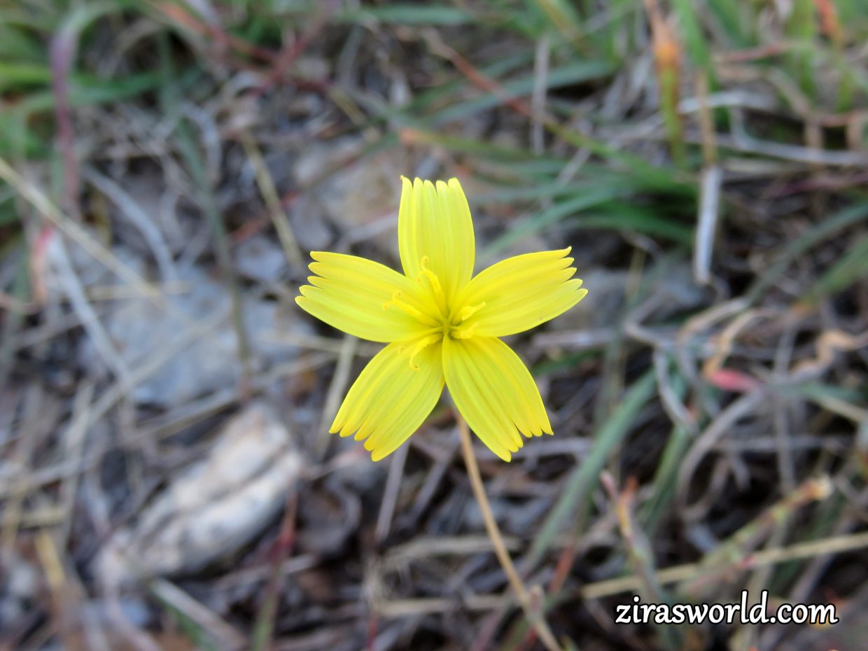 Lactuca Muralis