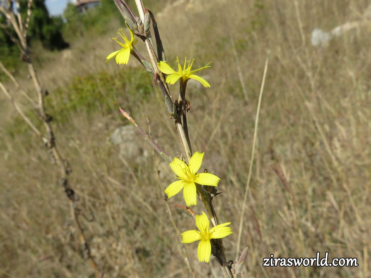 Lactuca Muralis