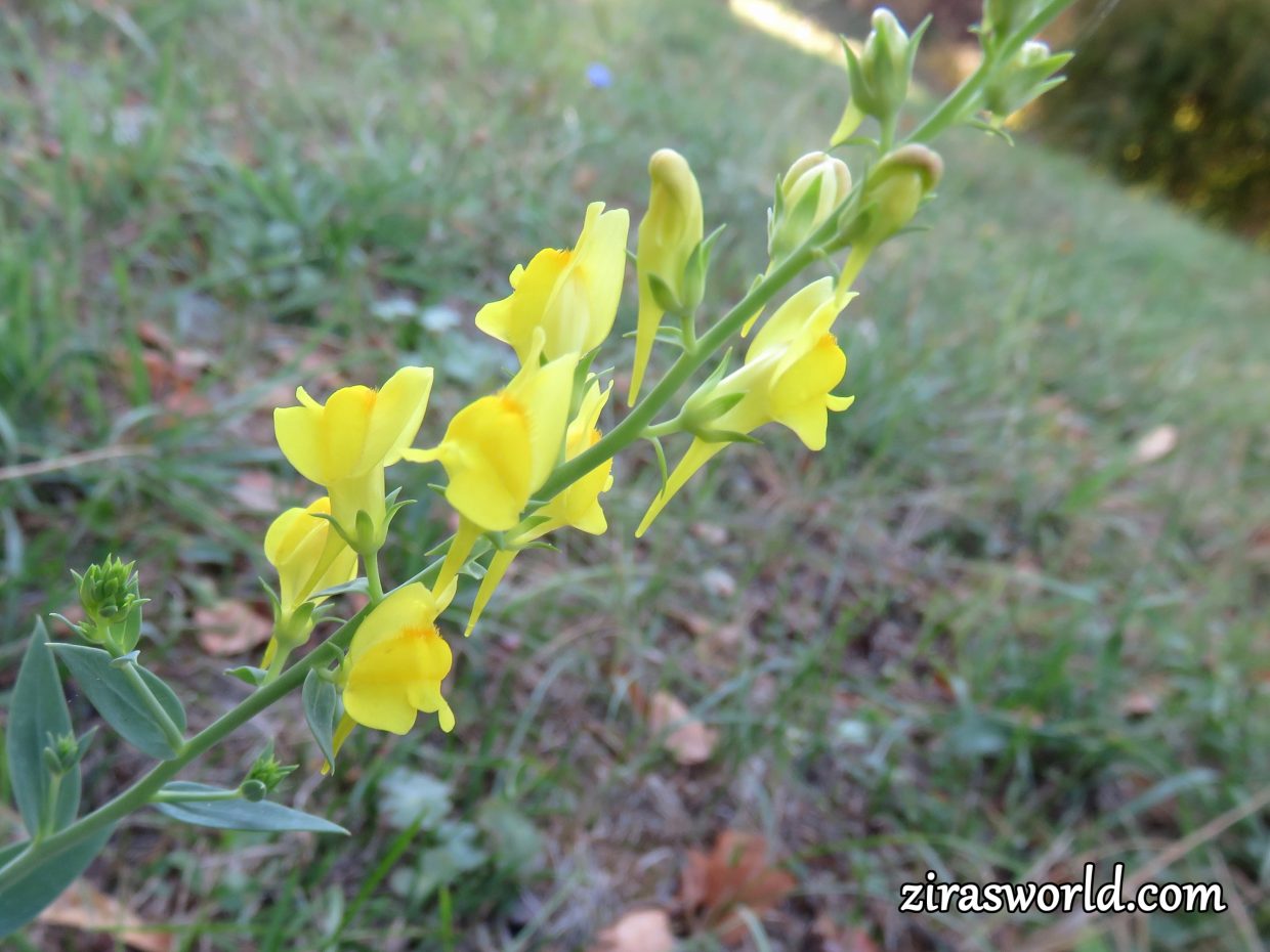 Linaria Dalmatica