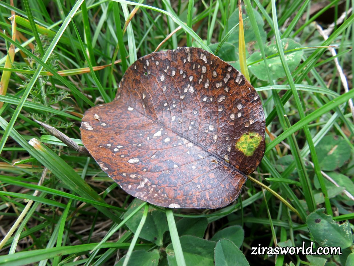 Fallen Leaf