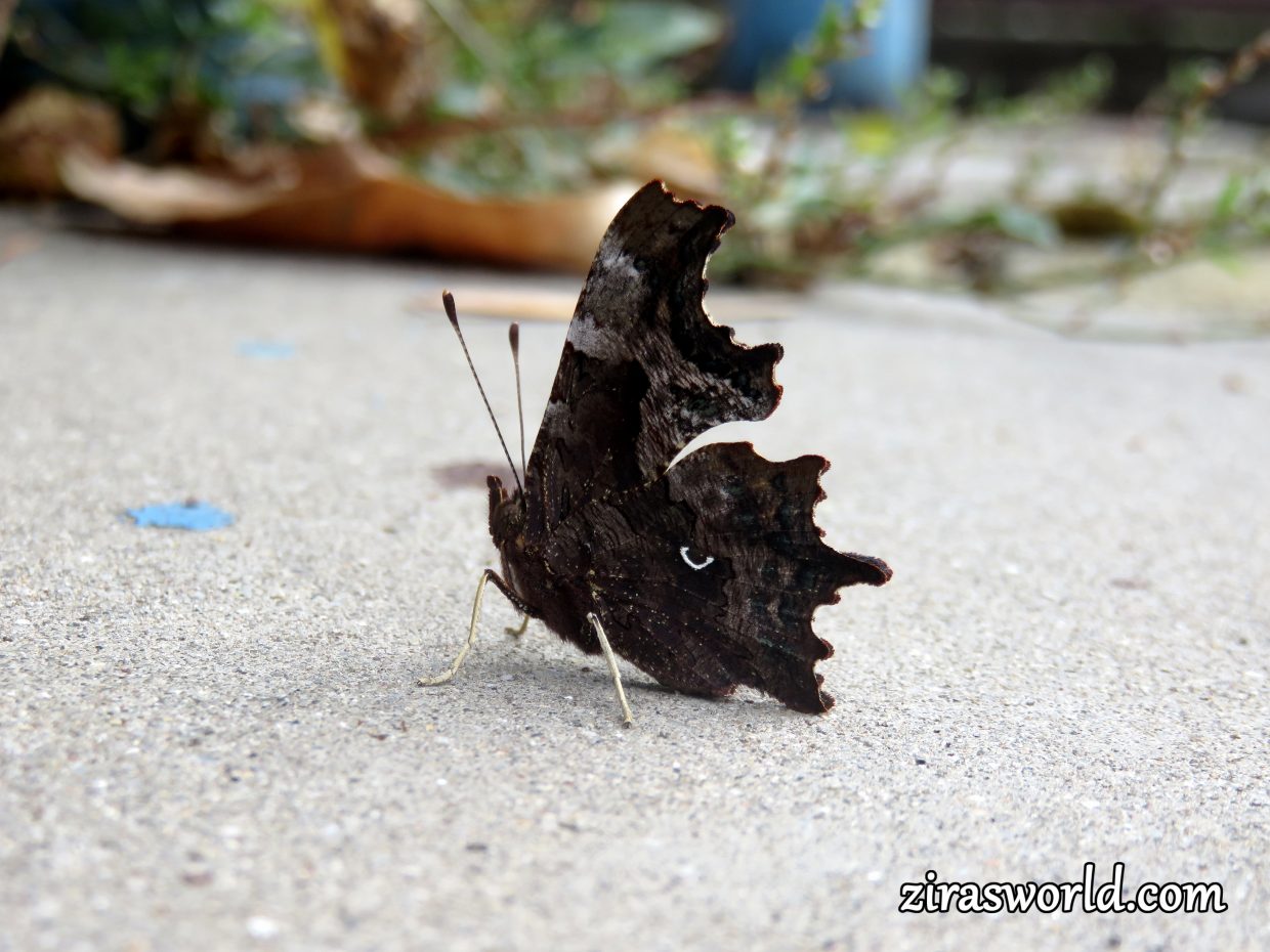 Polygonia c-Album