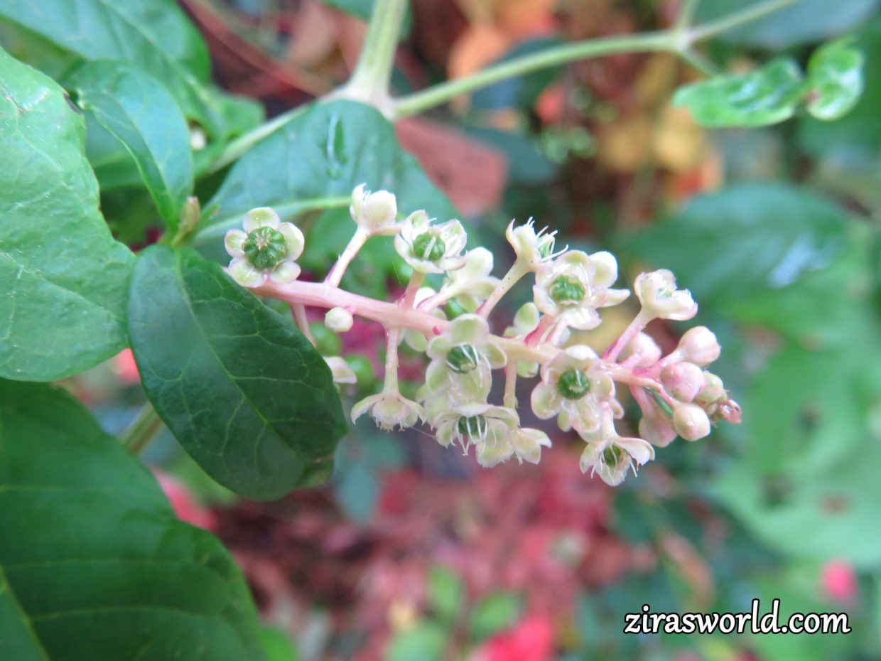 Three Stages Of Phytolacca Americana