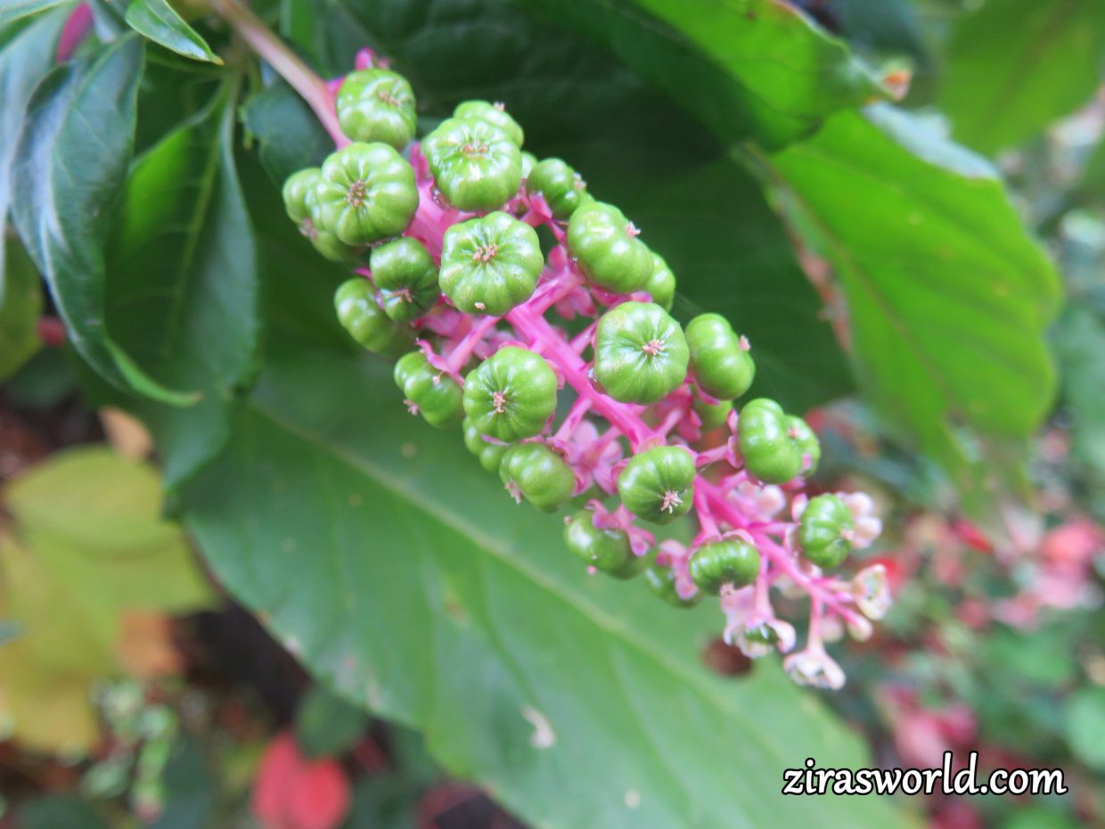 Three Stages Of Phytolacca Americana