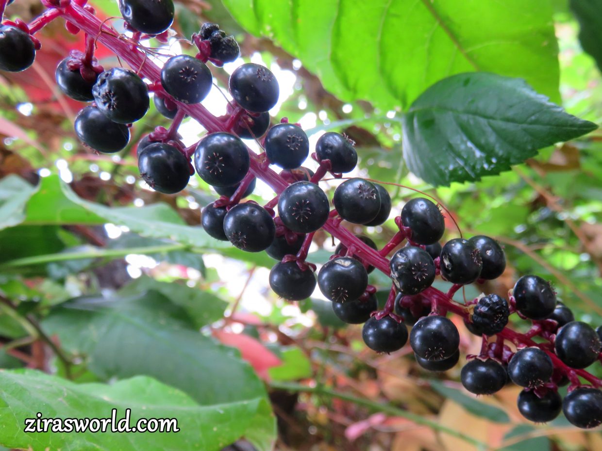 Three Stages Of Phytolacca Americana
