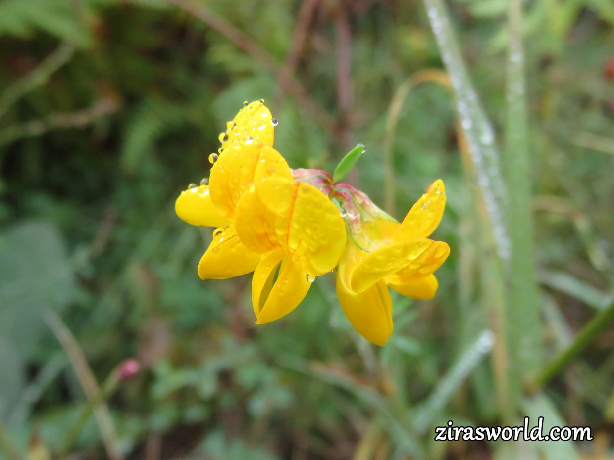 Lotus Corniculatus In Raindrops