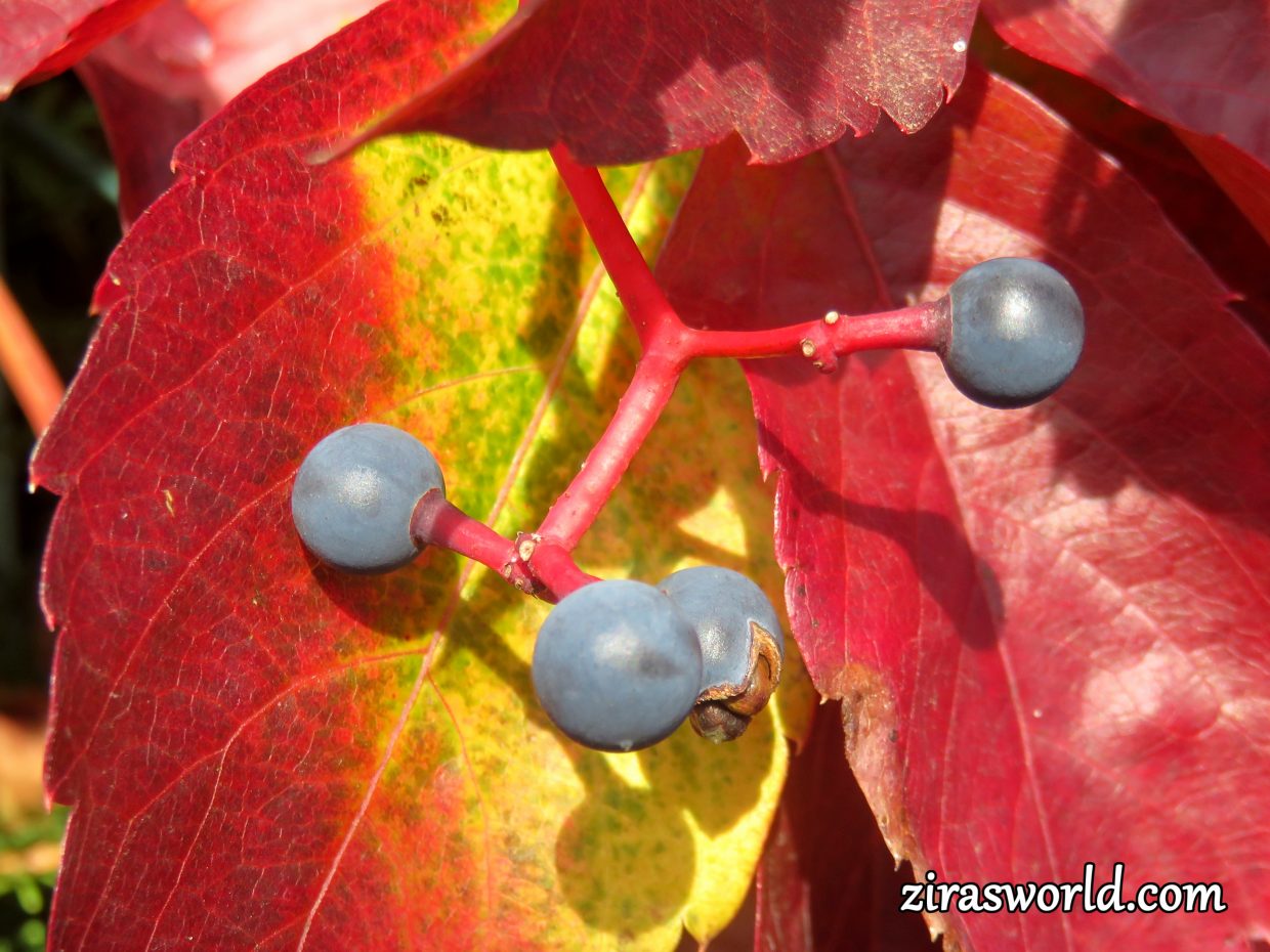 Virginia Creeper Fruits