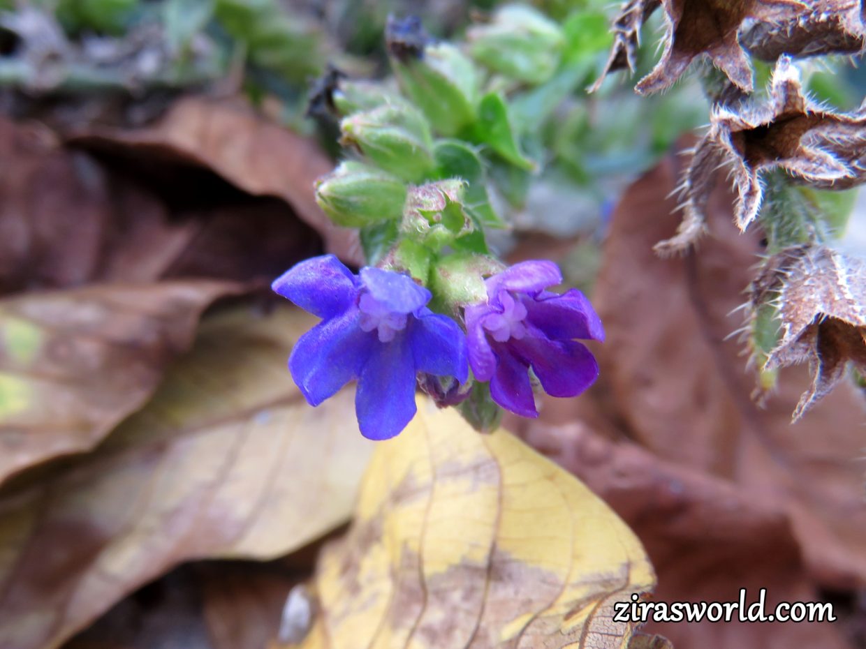 Anchusa Officinalis