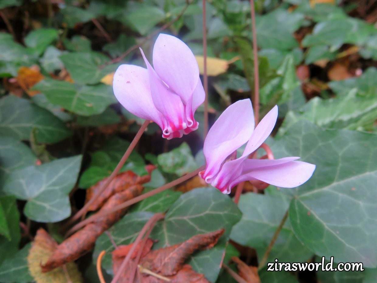 Cyclamen Hederifolium