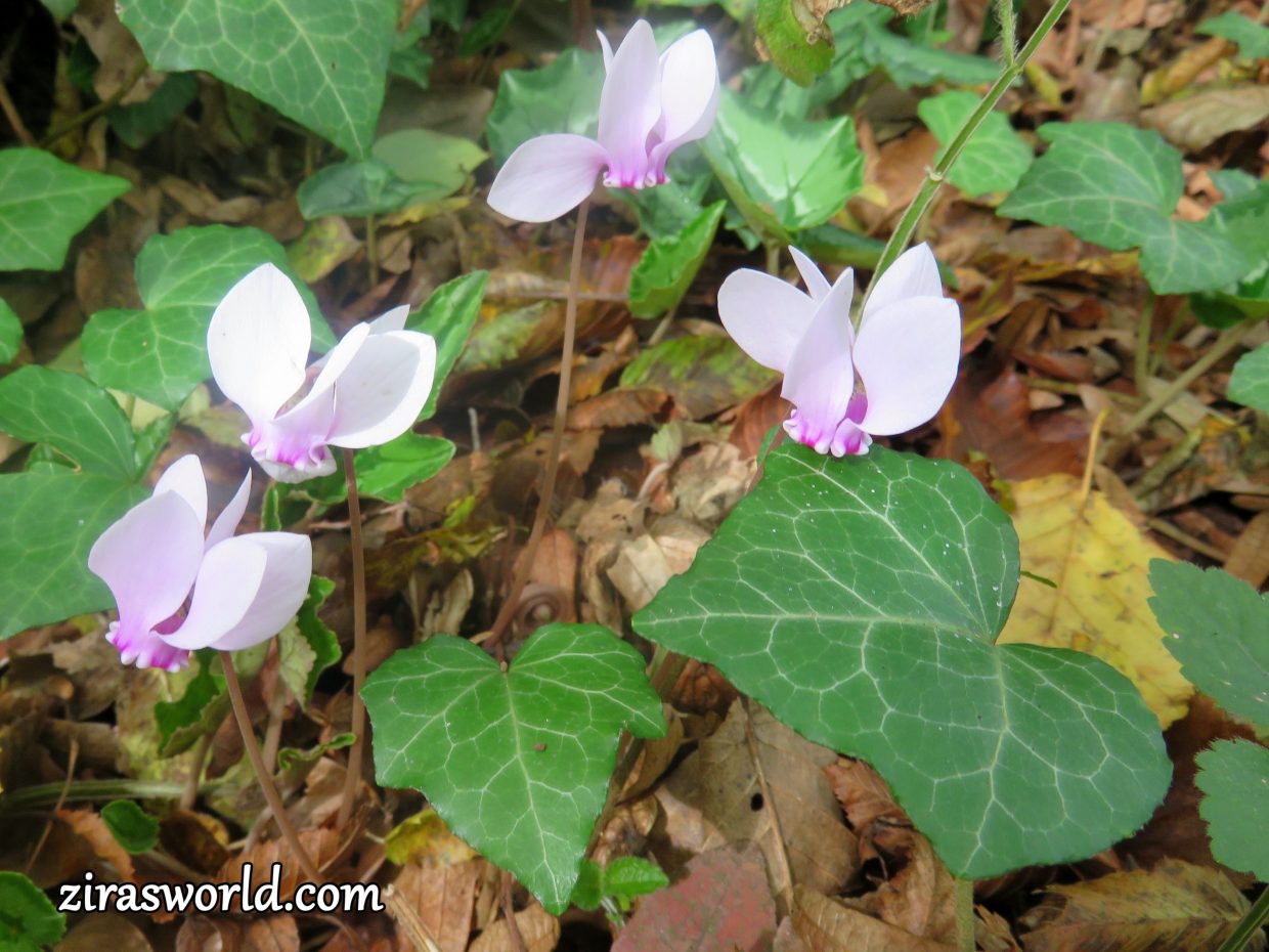 Cyclamen Hederifolium