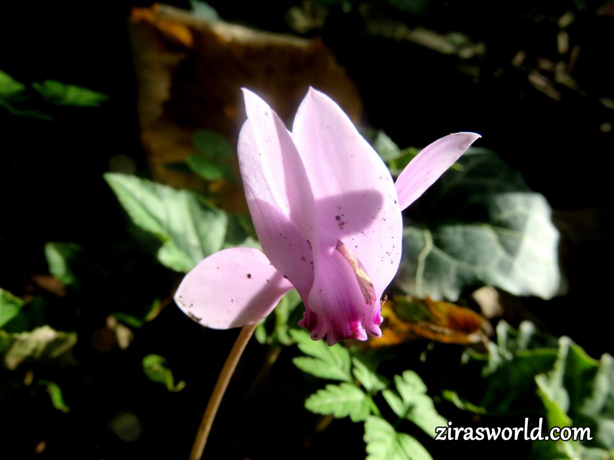 Cyclamen Hederifolium