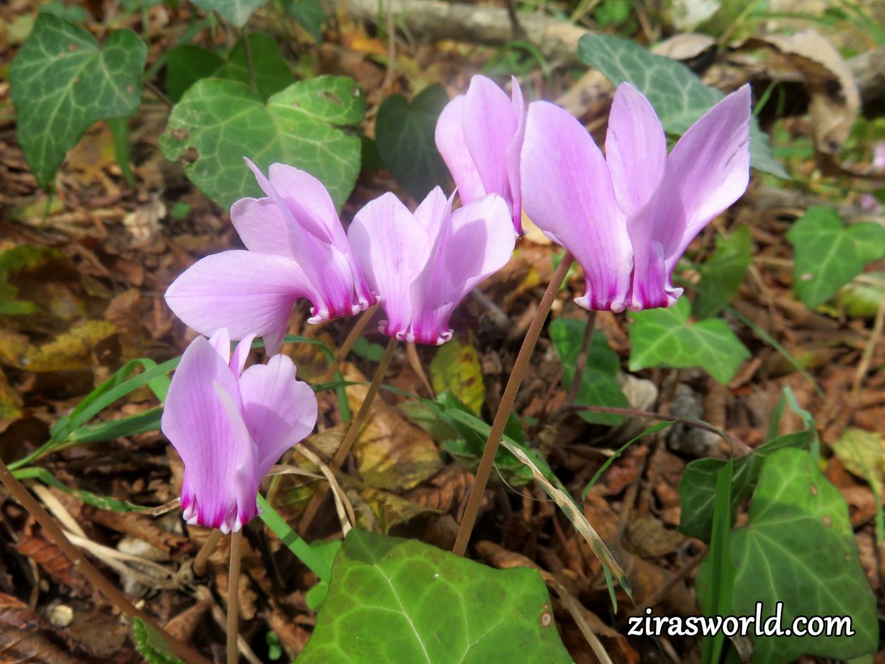 Cyclamen Hederifolium