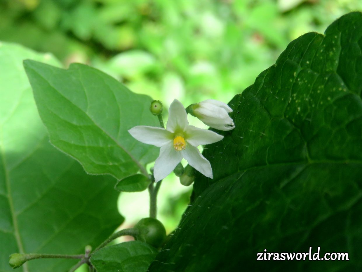 Solanum Nigrum
