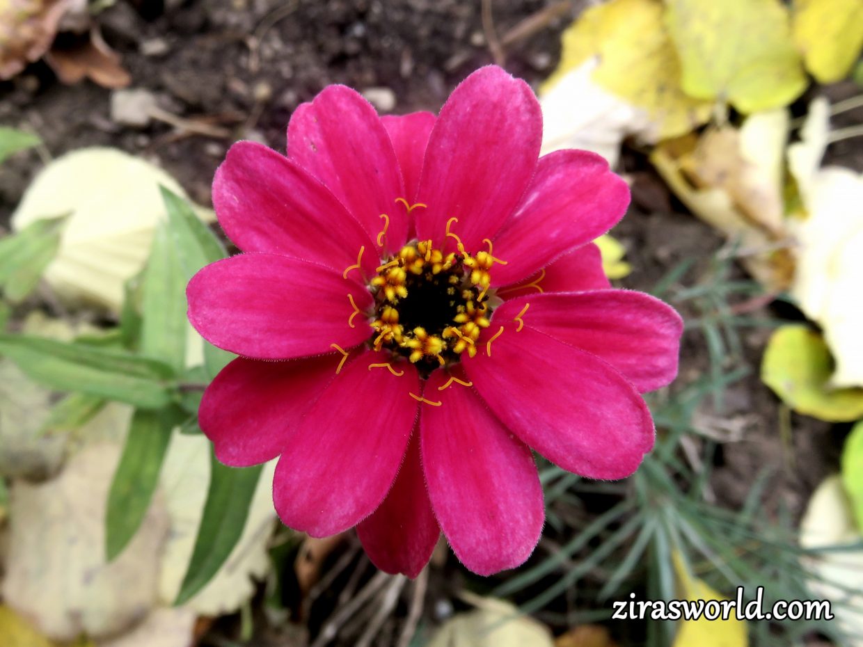 Pink Zinnia