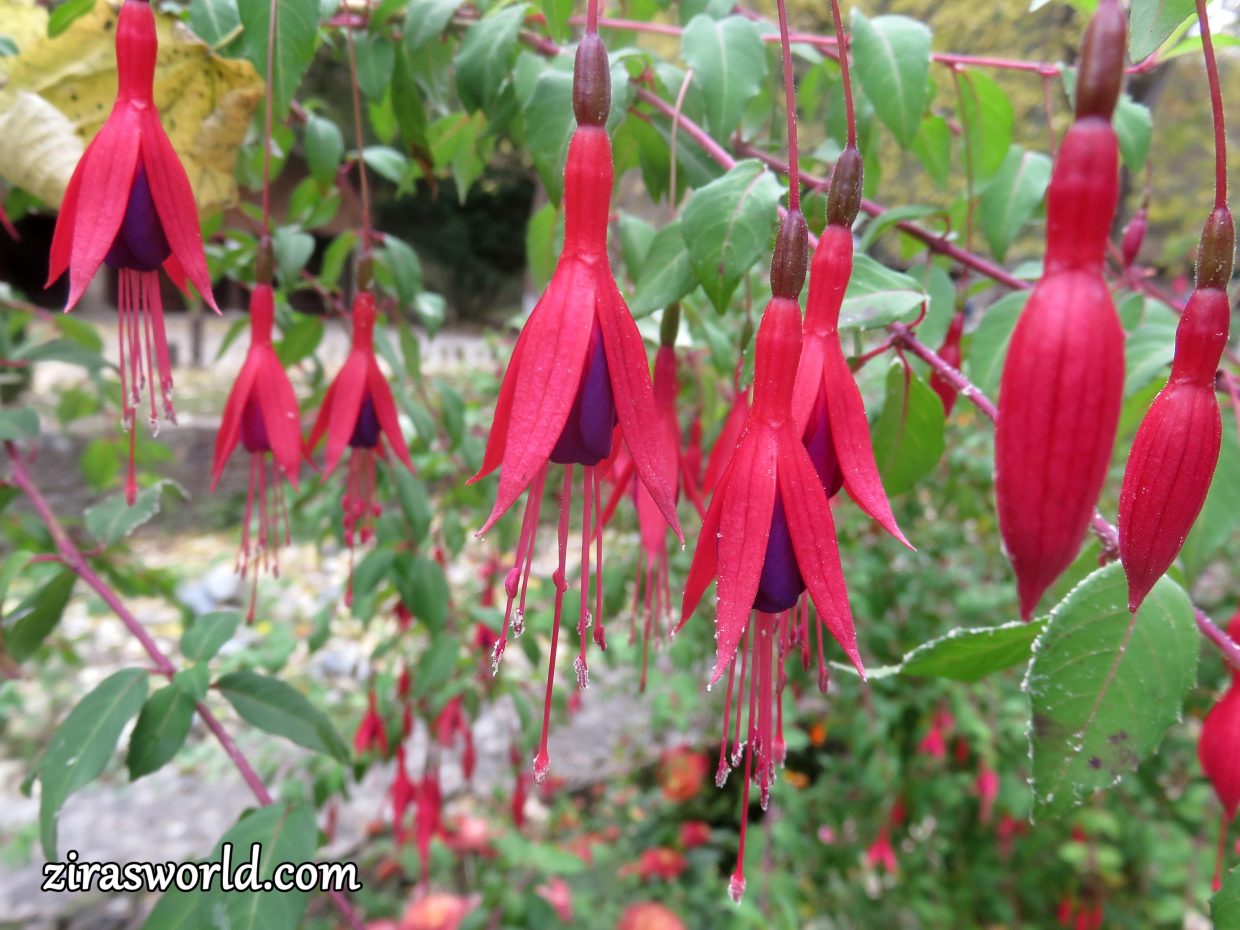 Fuchsia Regia