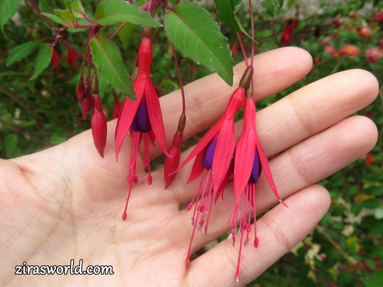 Fuchsia Regia Flowers