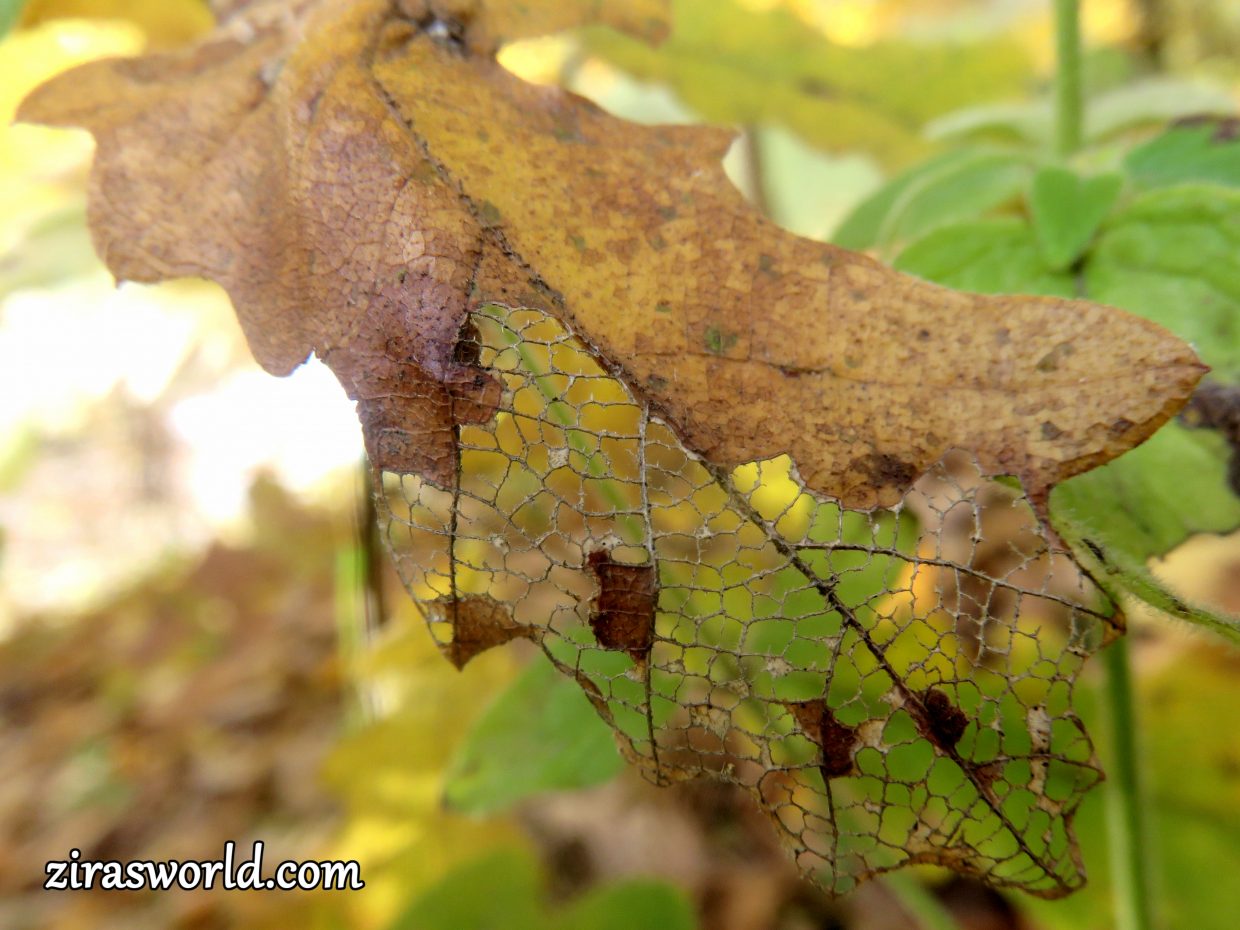 Autumn Oak Leaf