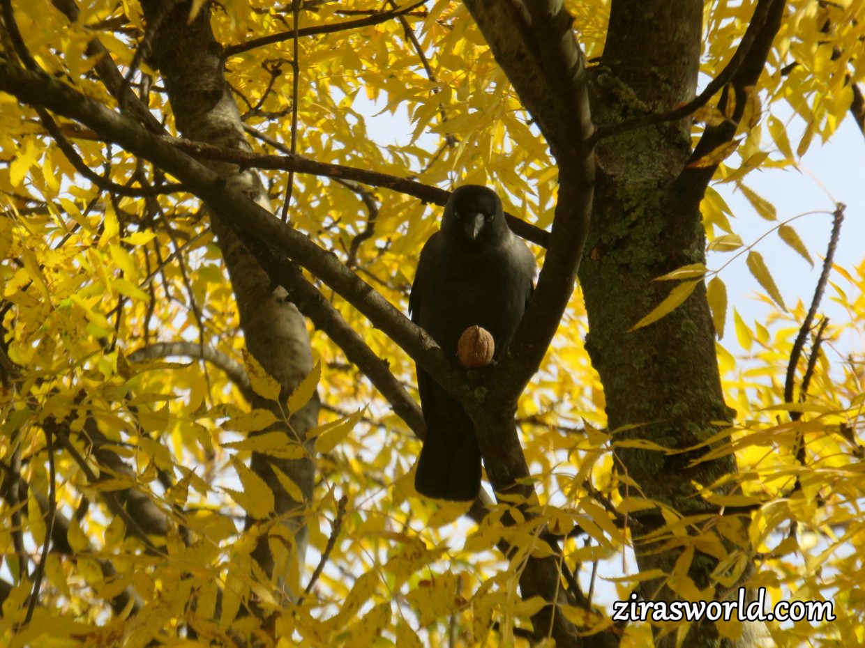 Crow & Walnut