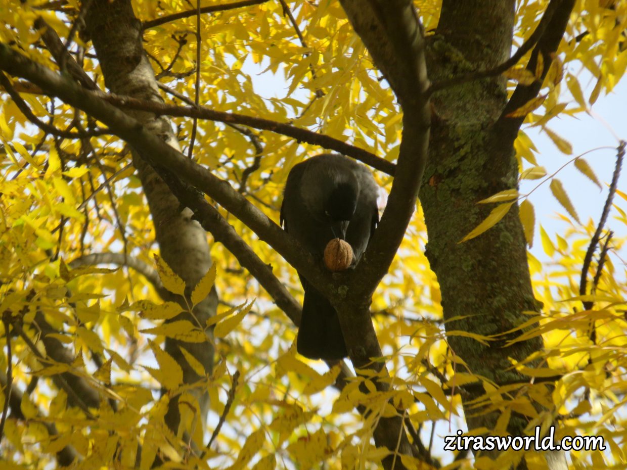 Crow & Walnut