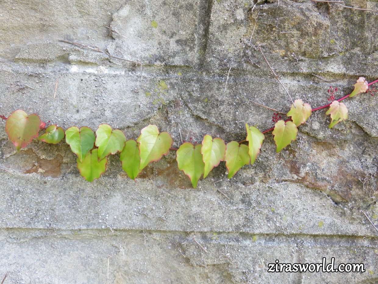 Boston Ivy Young Leaves