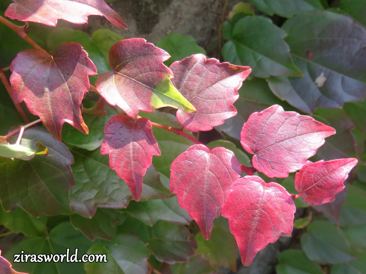 Boston Ivy Young Leaves