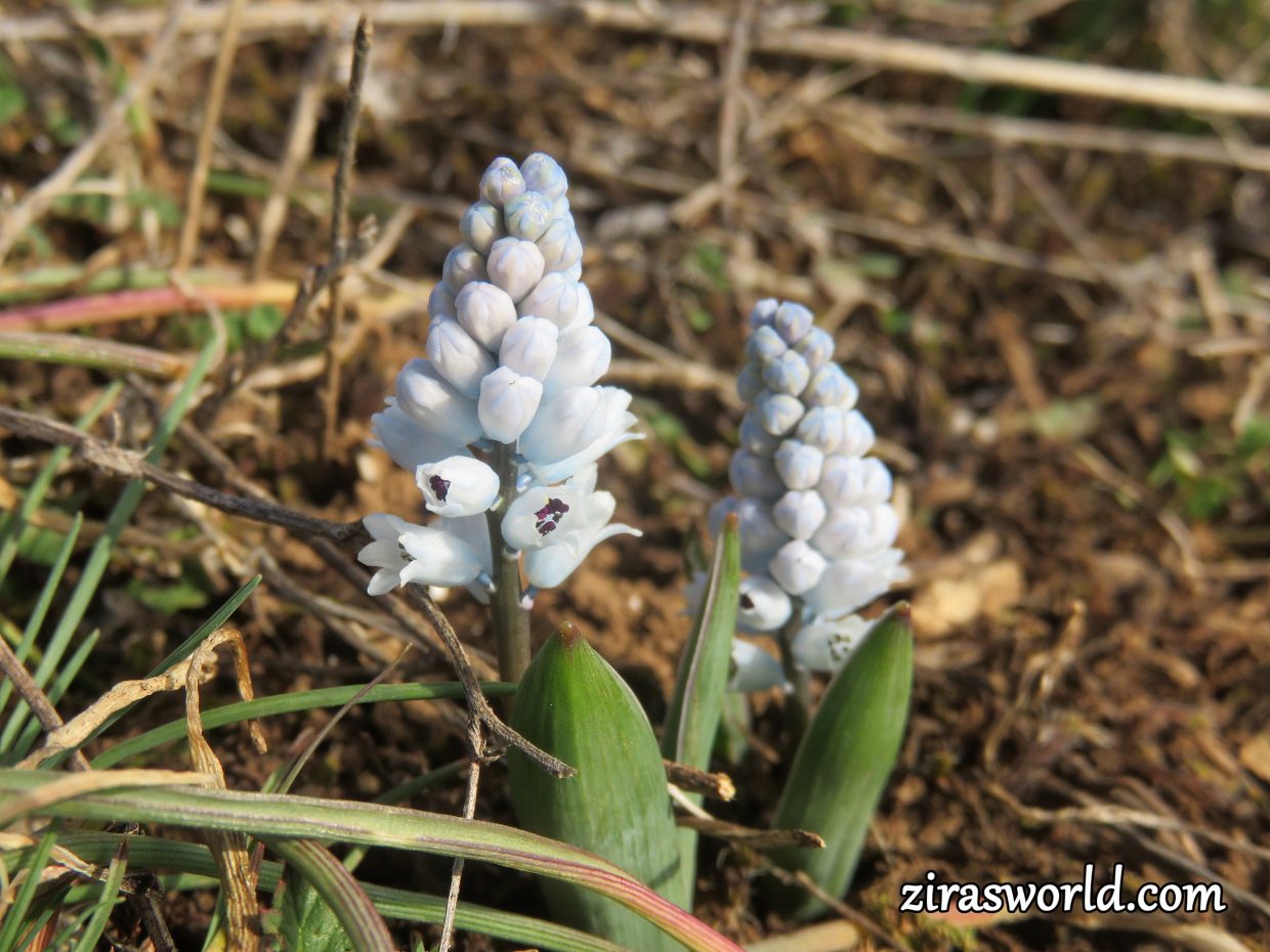 Hyacinthella Leucophaea