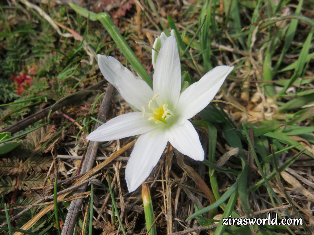 Ornithogalum Umbellatum