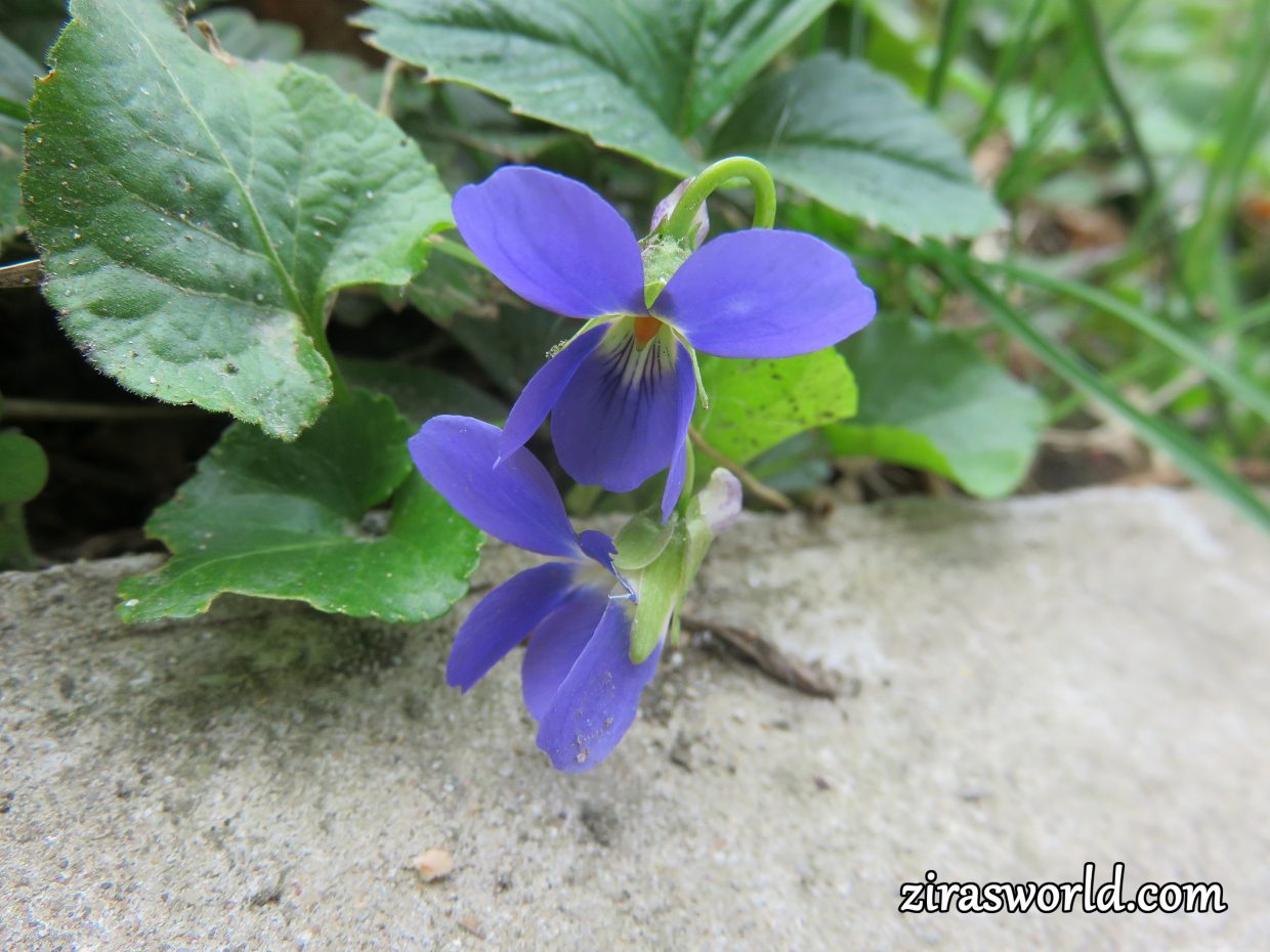 Viola Odorata