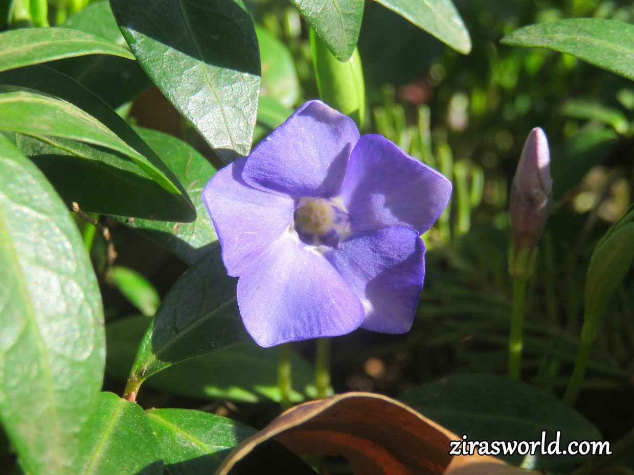 Vinca Minor